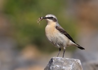 Belorit sedy - Kreta 7746